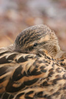 07-3597 Female Mallard Anas platyrhynchos Resting and Watching